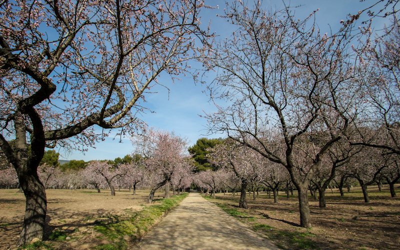 Paseo de almendros en la Quinta de los Molinos